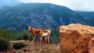 Cute dogs playing 🦮🐕😊 #dog #köpek