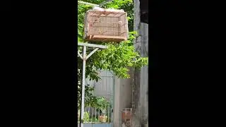 Chế độ Tắm Nắng và Cách Chăm để chuẩn bị cho Chim chào mào Thi đá xe