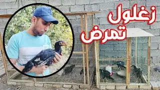 زغلول تمرض راد يموت + سويت قفص ثاني للدجاج