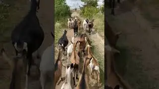 Козы Павла Немоляева