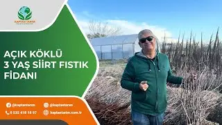 Açık Köklü Siirt Fıstık Fidanları