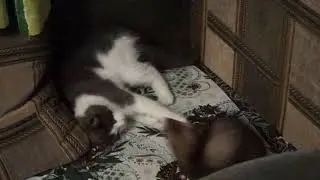 Хорек Ася и котенок Гарик