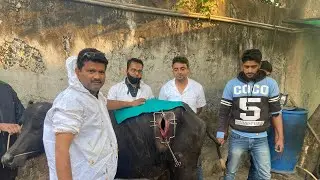 Rumenotomy in cattle & buffalo l Impaction of rumen l गोबर के बंद का उपचार l anorexia l dr umar khan