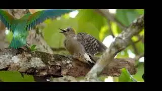#shorts #birds#viral#trending #youtubeshorts #viral #shorts#trendingvideo