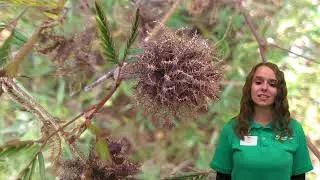 November 2024 - Sensitive Plant