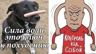КИЛЛ ЖИР! День 29! Сила воли- ключ к похудению!