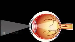SSC 9th Class Science (TM) - Sense Organs - Simulation To Sensation
