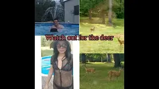 Deer on the road.
