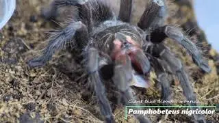 Tarantula Feeding No14