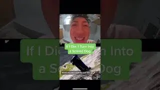 If I Die, I Turn Into a Scared Dog💀 (Ring Doorbell TikTok)