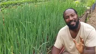 Onions 101: Tips on Pruning Onion Plants to Produce Large Bulbs