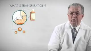 What is Transpiration?