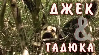 Джек & Гадюка