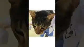 Cat's Doctor #Shorts