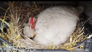 овоскопіювання під квочкою