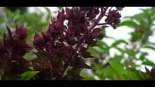 فوائد الريحان للحامل