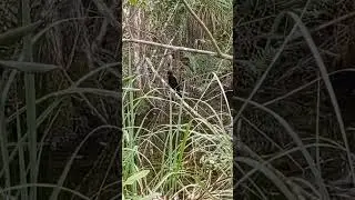 anhinga ( bon appetit????)