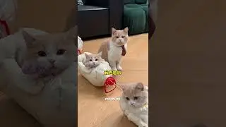 Ho costruito un autobus di cartone per i miei gatti e uno di loro l'ha odiato! 🐱📦