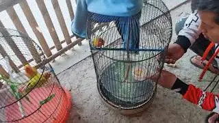 lomba di sadang