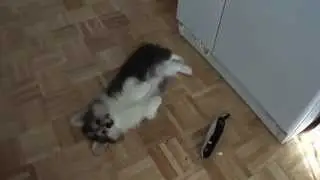 Laziest Corgi puppy