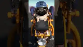 singing dog