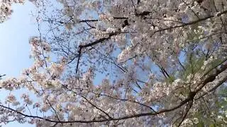 sakura2018