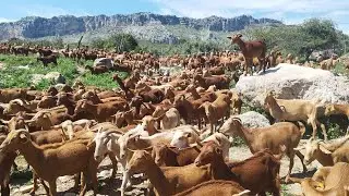 اخير يوم.   في هاد المزعة