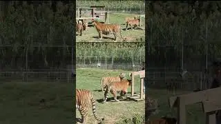 I'm not sure this was the reception they were hoping for 😳 #ytshorts #tigerking #tiger #lion #cats
