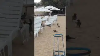 Чайка против ворон 😱  