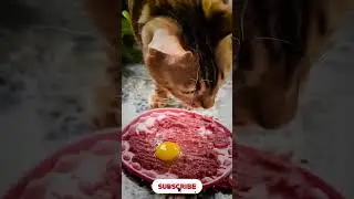 Awesone New Cat Funny and Cute Moments Part 6 #catfunny #shorts