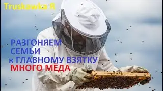 #Пчёлы. Как за две недели, разогнать семью пчёл до состояния медовика. И взять много мёду на пасеке.
