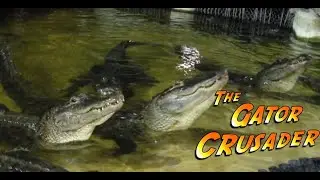 What Sounds Do Alligators Make?