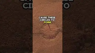 The Enigmatic Fairy Circles of Namibia - What's Really Going On? #shorts #travel #namibia