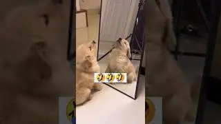 so cute 🥰 🥰 #puppy #dog #doglover #shortsfeed #shortsvideo
