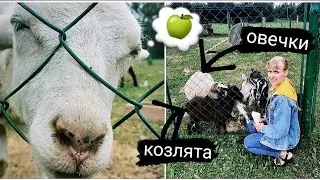 Кормим овечек🐑 и козлят🐐