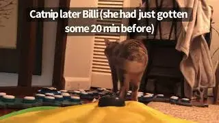 Pay Attention to Meeeee
