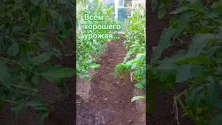 А вы  чем удобряеете помидоры #shorts#огород#томаты