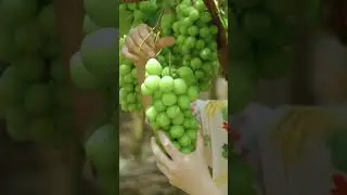 摘水果的舒适一刻 | A Comfortable Moment of Picking Fruits #shorts #fruit #滇西小哥