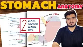 Stomach Anatomy (1/2) | Parts of Stomach | External Features of Stomach