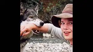 Tell the story of the life of the wolf living without his mom.
