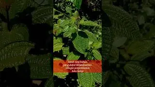 Did You Know: Clidemia hirta - Harendong Bulu #shorts #herbal #health