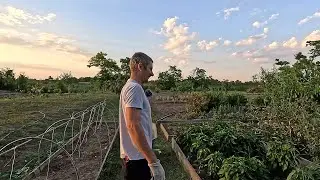 Чеснок выкопали, персик доедают птицы