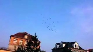 Эгерские турманы и спорт.