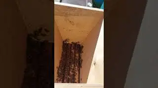 из улья альпиец в улей дадан