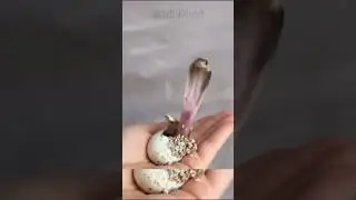 This baby cobra's venom can kill an elephant! || how a baby cobra looks like 