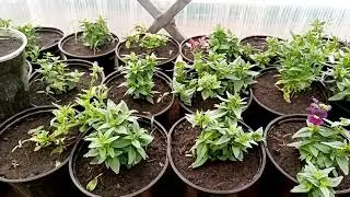 Бесподобное растение Мшанка! Что растёт в теплице #2.