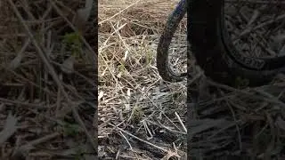 Змеи на реке Клязьма