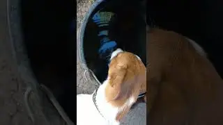 на водопої