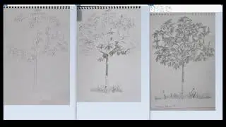 Зарисовка деревьев 5 класс