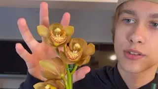 ЦИМБИДИУМ 🪻РАСКРЫЛСЯ ПОЛНОСТЬЮ